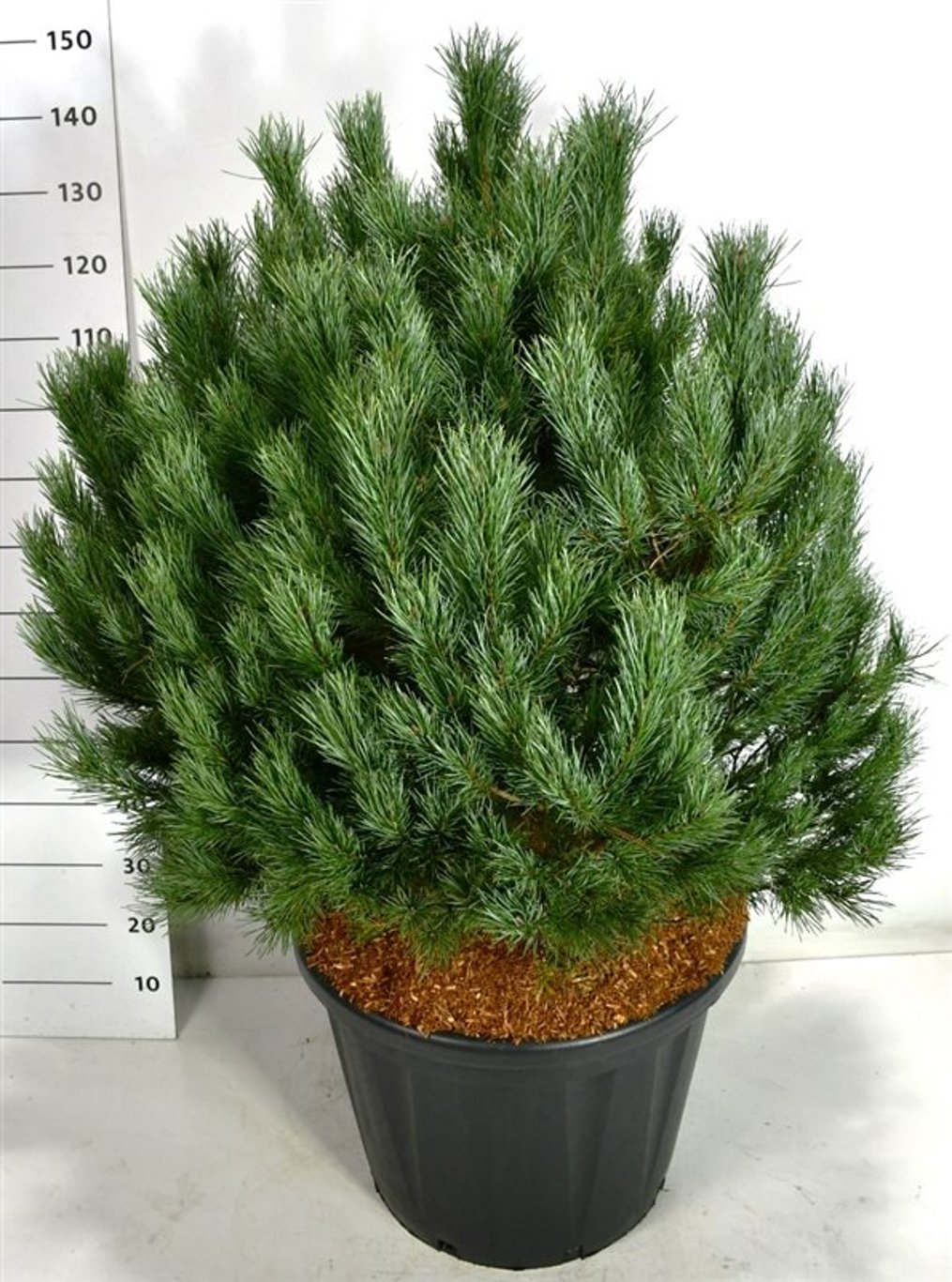 Pinus sylv. 'Watereri' - C80 90/+ CM